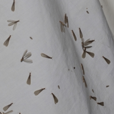 Termitoidae (informal group) (Unidentified termite) at Higgins, ACT - 24 Dec 2022 by AlisonMilton