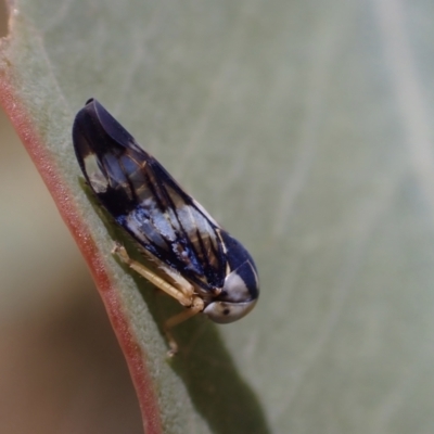 Rosopaella cuprea (A leafhopper) at Murrumbateman, NSW - 25 Nov 2023 by SimoneC