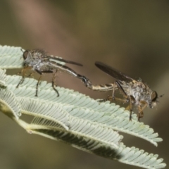 Asilinae sp. (subfamily) (Unidentified asiline Robberfly) at The Pinnacle - 25 Jan 2023 by AlisonMilton