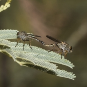 Asilinae sp. (subfamily) at The Pinnacle - 25 Jan 2023 11:36 AM