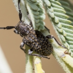 Ancita sp. (genus) (Longicorn or longhorn beetle) at Belconnen, ACT - 25 Jan 2023 by AlisonMilton