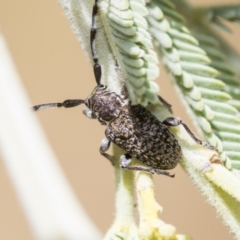 Ancita sp. (genus) at The Pinnacle - 25 Jan 2023