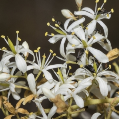 Mordella sp. (genus) (Pintail or tumbling flower beetle) at Belconnen, ACT - 24 Jan 2023 by AlisonMilton