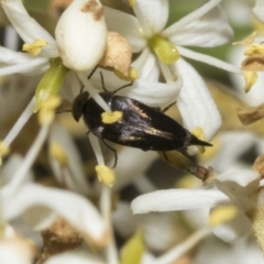 Mordella sp. (genus) at The Pinnacle - 25 Jan 2023