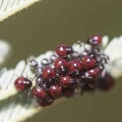 Oechalia schellenbergii (Spined Predatory Shield Bug) at The Pinnacle - 25 Jan 2023 by AlisonMilton