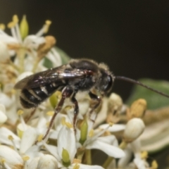 Lipotriches (Austronomia) australica at Belconnen, ACT - 25 Jan 2023 by AlisonMilton