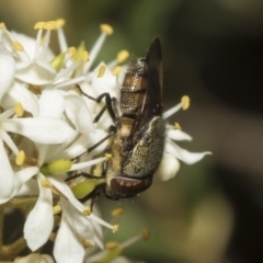 Stomorhina discolor (Snout fly) at Belconnen, ACT - 25 Jan 2023 by AlisonMilton