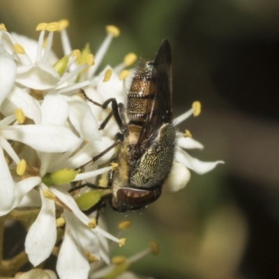 Stomorhina discolor (Snout fly) at The Pinnacle - 25 Jan 2023 by AlisonMilton