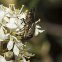 Stomorhina discolor at The Pinnacle - 25 Jan 2023