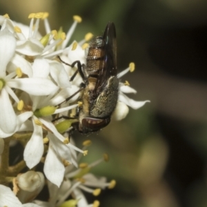 Stomorhina discolor at The Pinnacle - 25 Jan 2023