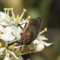 Stomorhina discolor at The Pinnacle - 25 Jan 2023