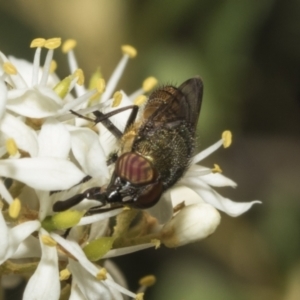 Stomorhina discolor at The Pinnacle - 25 Jan 2023