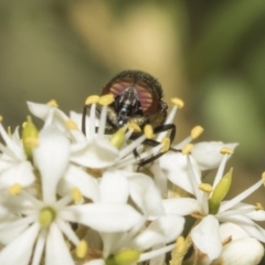 Stomorhina discolor at The Pinnacle - 25 Jan 2023