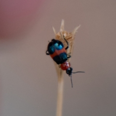 Dicranolaius cinctus (Notched-leg Red & Blue Flower Beetle) at Higgins Woodland - 25 Nov 2023 by Untidy