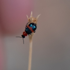 Dicranolaius bellulus at Higgins Woodland - 25 Nov 2023