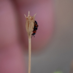 Dicranolaius bellulus at Higgins Woodland - 25 Nov 2023 04:24 PM