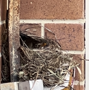 Turdus merula at Crace, ACT - 25 Nov 2023