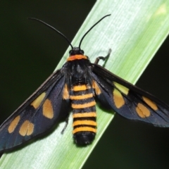 Amata (genus) (Handmaiden Moth) at Cleveland, QLD - 25 Nov 2023 by TimL