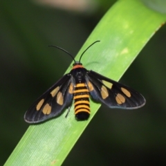 Amata (genus) at Cleveland, QLD - 25 Nov 2023