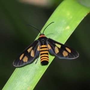 Amata (genus) at Cleveland, QLD - 25 Nov 2023 02:29 PM