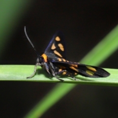 Amata (genus) at Cleveland, QLD - 25 Nov 2023 02:29 PM