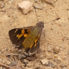 Trapezites phigalioides (Montane Ochre) at Jellore State Forest - 22 Nov 2023 by Curiosity