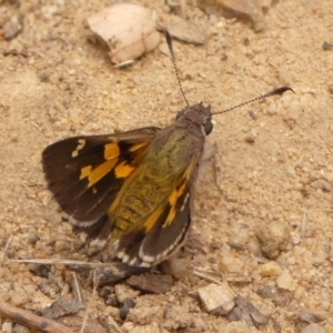 Trapezites phigalioides at Jellore State Forest - 22 Nov 2023 12:04 PM