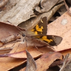 Trapezites phigalioides at Jellore State Forest - 22 Nov 2023 12:04 PM