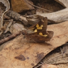 Trapezites phigalioides at Jellore State Forest - 22 Nov 2023 12:04 PM