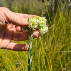 Pimelea bracteata (A Rice Flower) at Nurenmerenmong, NSW - 21 Nov 2023 by Lissanthe