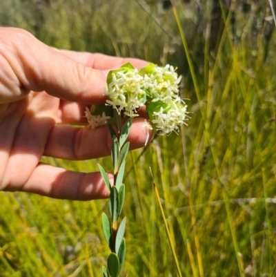 Pimelea bracteata (A Rice Flower) at Nurenmerenmong, NSW - 21 Nov 2023 by Lissanthe