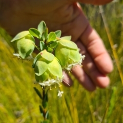 Pimelea bracteata at Bago State Forest - 21 Nov 2023 03:29 PM