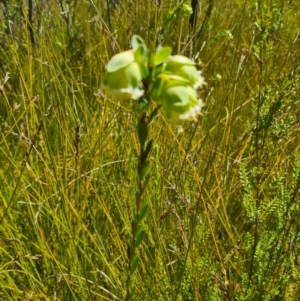 Pimelea bracteata at Bago State Forest - 21 Nov 2023 03:29 PM