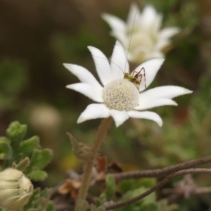 Actinotus helianthi at Jellore State Forest - 22 Nov 2023