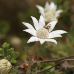 Actinotus helianthi (Flannel Flower) at Woodlands, NSW - 22 Nov 2023 by Curiosity