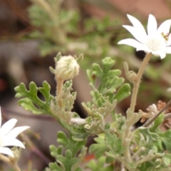 Actinotus helianthi at Jellore State Forest - 22 Nov 2023