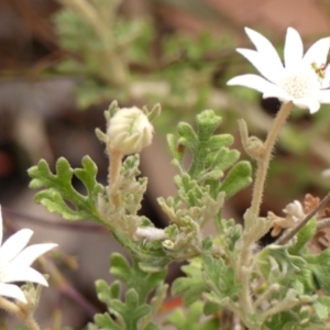 Actinotus helianthi at Jellore State Forest - 22 Nov 2023