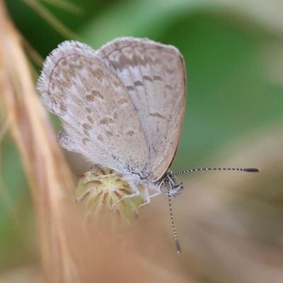 Zizina otis (Common Grass-Blue) at Wodonga, VIC - 24 Nov 2023 by KylieWaldon