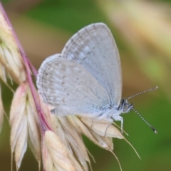 Zizina otis at WREN Reserves - 25 Nov 2023