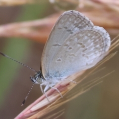 Zizina otis at WREN Reserves - 25 Nov 2023