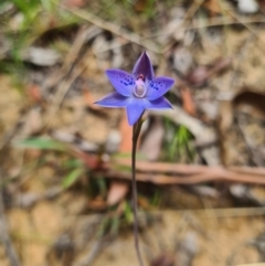 Thelymitra simulata (Graceful Sun-orchid) at Cotter River, ACT - 7 Nov 2023 by LukeMcElhinney