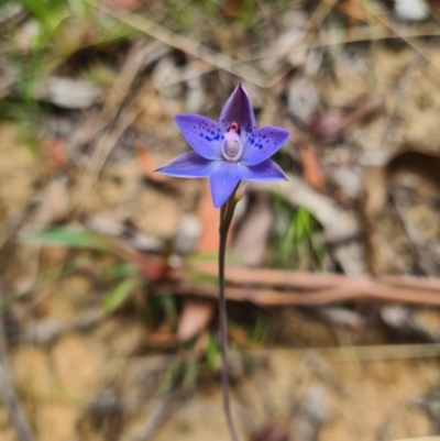Thelymitra simulata (Graceful Sun-orchid) at Cotter River, ACT - 7 Nov 2023 by LukeMcElhinney