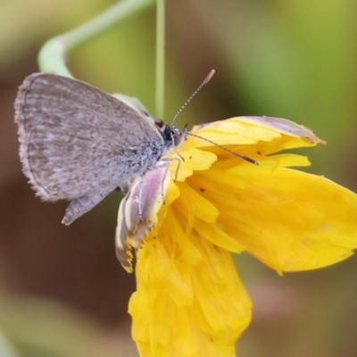 Zizina otis (Common Grass-Blue) at Wodonga, VIC - 24 Nov 2023 by KylieWaldon