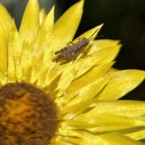 Phaulacridium vittatum at Aranda, ACT - 25 Nov 2023