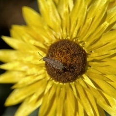 Phaulacridium vittatum at Aranda, ACT - 25 Nov 2023