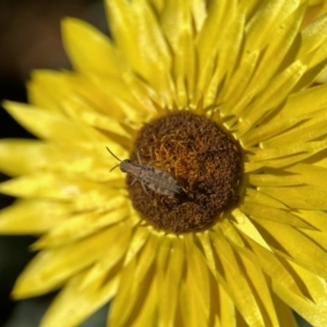 Phaulacridium vittatum at Aranda, ACT - 25 Nov 2023