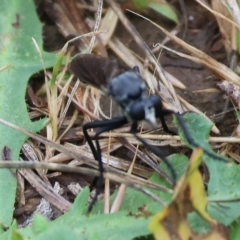 Unidentified Robber fly (Asilidae) at WREN Reserves - 25 Nov 2023 by KylieWaldon