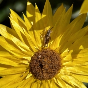 Phaulacridium vittatum at Aranda, ACT - 25 Nov 2023