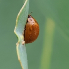 Paropsisterna cloelia (Eucalyptus variegated beetle) at Wodonga - 24 Nov 2023 by KylieWaldon