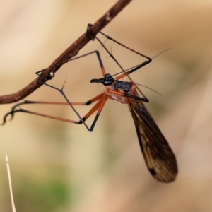 Harpobittacus australis at Wodonga - 25 Nov 2023 10:16 AM